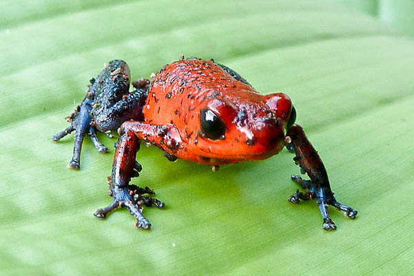 grenouille fraise